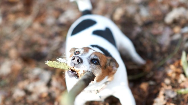 Tako poškodbo lahko pri psu povzroči nedolžna igra s palico (foto: Profimedia)
