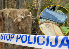 Tragedija v slovenskih gozdovih: moški umrl pod odžaganim deblom