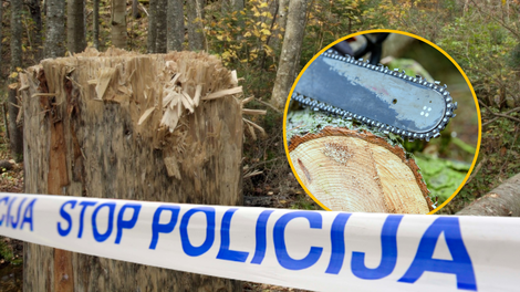 Tragedija v slovenskih gozdovih: moški umrl pod odžaganim deblom