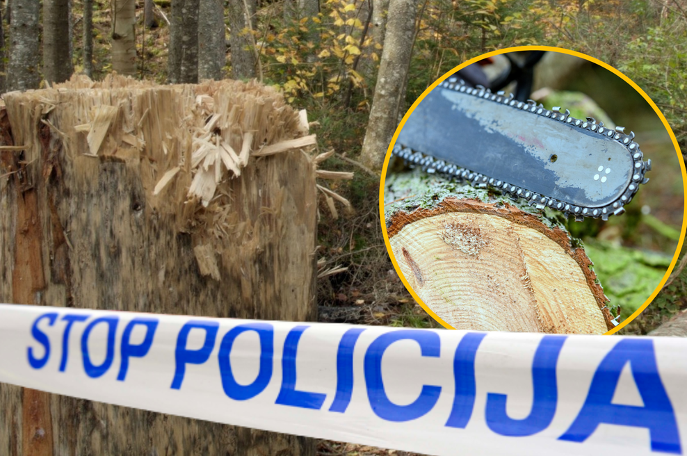 Tragedija v slovenskih gozdovih: moški umrl pod odžaganim deblom (foto: Profimedia/Srdjan Zivulovic/Bobo/fotomontaža)