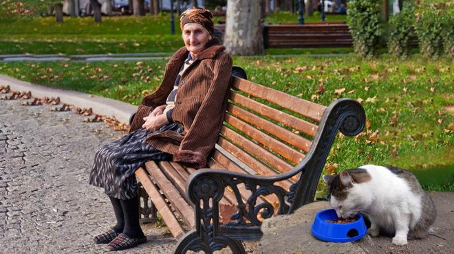 Hudobija ne pozna meja: ker je hranila ulične mačke, so ostarelo gospo grobo kaznovali (foto: Profimedia/fotomontaža)