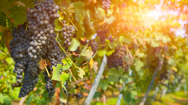 Če ste si vedno želeli imeti vinograd, je to res redka priložnost: za takšno ceno ne dobite niti kave več (foto: Profimedia)