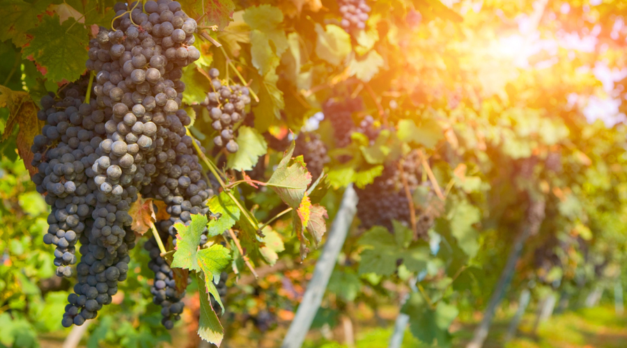 Če ste si vedno želeli imeti vinograd, je to res redka priložnost: za takšno ceno ne dobite niti kave več (foto: Profimedia)