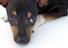 8 znakov, ki kažejo na to, da je vaš pes žalosten