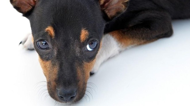 8 znakov, ki kažejo na to, da je vaš pes žalosten (foto: Profimedia)