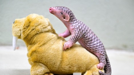 Prvič v zgodovini se je v Evropi v ujetništvu skotil kitajski pangolin: v zadnjih letih so jih pobili več kot milijon! (VIDEO)