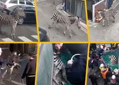 Zebra povzročila kaos na mestnih ulicah: pobegnila iz živalskega vrta in ovirala promet, lovili so jo celo policisti in gasilci (VIDEO)