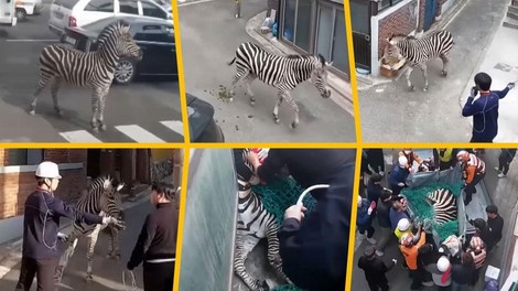 Zebra povzročila kaos na mestnih ulicah: pobegnila iz živalskega vrta in ovirala promet, lovili so jo celo policisti in gasilci (VIDEO)