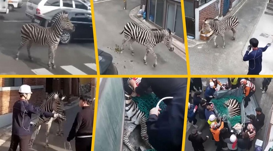 Zebra povzročila kaos na mestnih ulicah: pobegnila iz živalskega vrta in ovirala promet, lovili so jo celo policisti in gasilci (VIDEO) (foto: Youtube / posnetek videa)