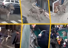 Zebra povzročila kaos na mestnih ulicah: pobegnila iz živalskega vrta in ovirala promet, lovili so jo celo policisti in gasilci (VIDEO)