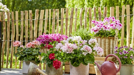 Ideje za čudovite dekoracije, ki vključujejo rezane pelargonije