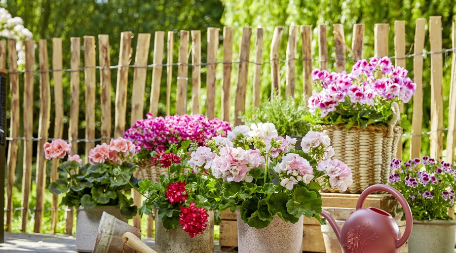 Ideje za čudovite dekoracije, ki vključujejo rezane pelargonije (foto: PROMO)