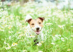 Pomladne alergije pri psih: to je najpogostejši znak!