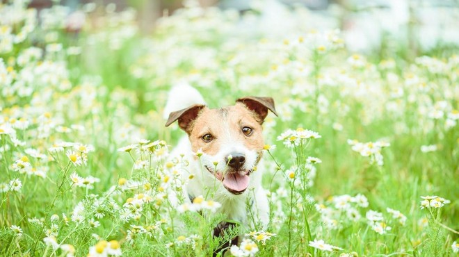 Pomladne alergije pri psih: to je najpogostejši znak! (foto: Profimedia)