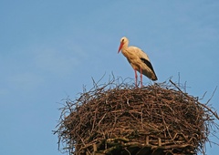 Poglejte, kako lepo pomagajo štorkljam, katerih gnezda so se znašla v nevarnosti