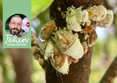 Kapar, najtrdovratnejši škodljivec rastlin: kako se borimo z njim na naraven način