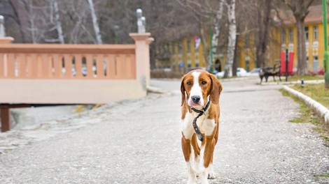 Kaj pa, če vi umrete pred vašim ljubljenčkom? Tako ga lahko zaščitite