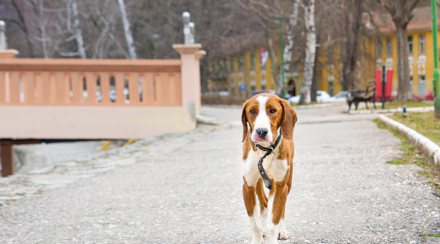 Kaj pa, če vi umrete pred vašim ljubljenčkom? Tako ga lahko zaščitite (foto: Profimedia)