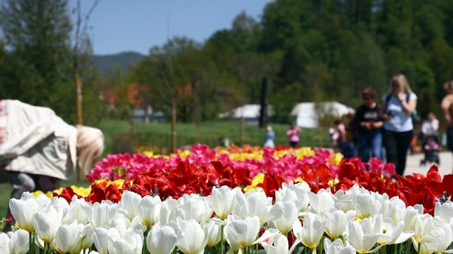 V Arboretumu Volčji potok se dogaja, kaj vse so pripravili? (foto: Borut Živulovič/Bobo)