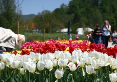 V Arboretumu Volčji potok se dogaja, kaj vse so pripravili?