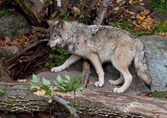 Rekordna selitev volka, ki je bil skoten v Švici, šokirala tudi znanstvenike – kam jo je mahnil?
