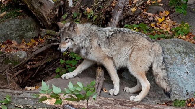 Rekordna selitev volka, ki je bil skoten v Švici, šokirala tudi znanstvenike – kam jo je mahnil? (foto: Profimedia)