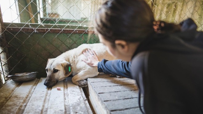 Po nesprejemljivem predlogu vlada povišala dnevno oskrbo živali v zavetiščih – je kaj bolje? (foto: Profimedia)