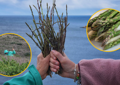 Obilna sezona slastnih špargljev: kje jih najdemo in kako dolgo bodo rasli?