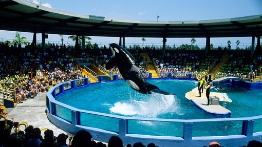 Orka Lolita že več kot 50 let živi v 'najmanjšem bazenu': bo spet plavala v širnem morju?