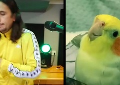 Papagaj osvaja glasbeno sceno: novi izdelek pernatega zvezdnika si je ogledalo že več kot 1,5 milijona ljudi (VIDEO)