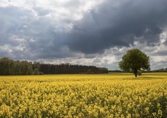 Kakšno vreme nas čaka v začetku aprila?