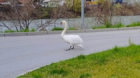 Žalosten prizor v Litiji: labod ob cesti išče svoje mladiče