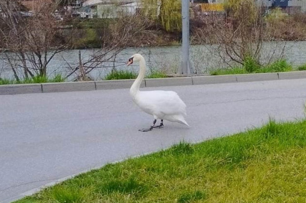 Žalosten prizor v Litiji: labod ob cesti išče svoje mladiče (foto: Facebook/Občina Litija)