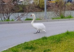 Žalosten prizor v Litiji: labod ob cesti išče svoje mladiče