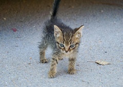 Prav vsak lahko pomaga brezdomnih živalim (pa ne samo s posvojitvijo) – preverite, kako