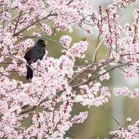 Prizori kot iz pravljice: svet je obnorela nežno rožnata eksplozija, ki traja le nekaj dni
