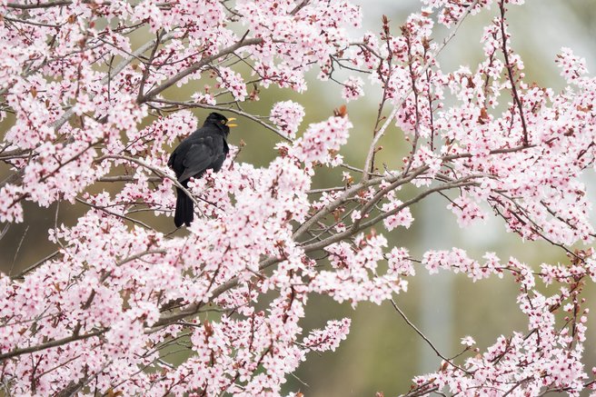 Prizori kot iz pravljice: svet je obnorela nežno rožnata eksplozija, ki traja le nekaj dni