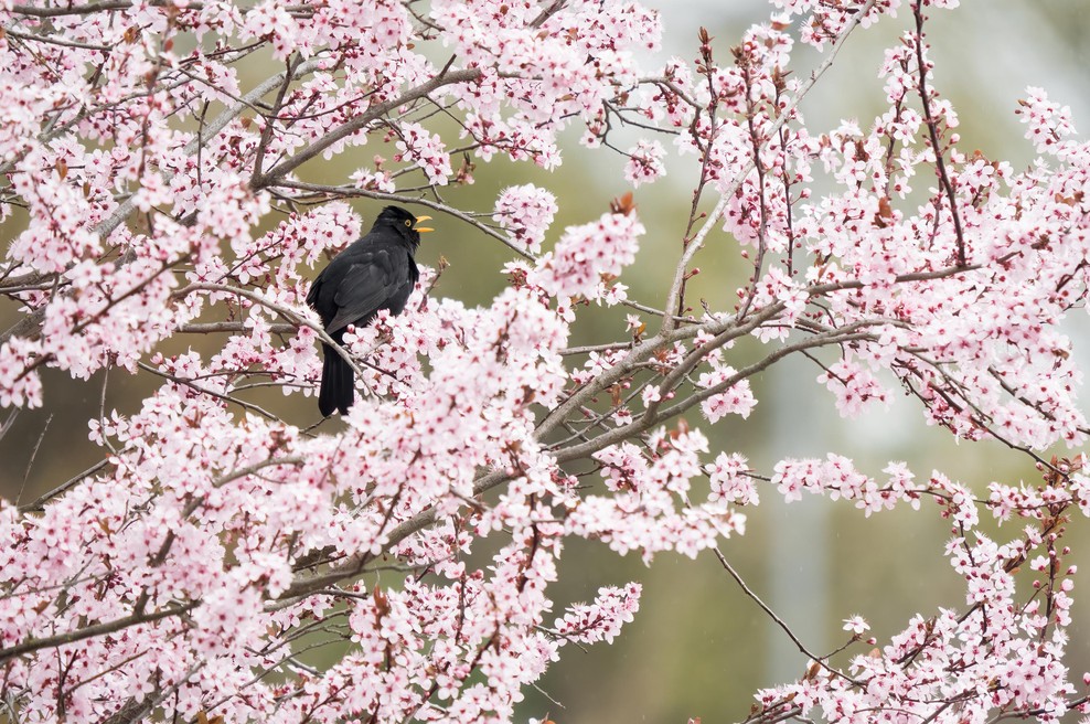 Prizori kot iz pravljice: svet je obnorela nežno rožnata eksplozija, ki traja le nekaj dni (foto: Profimedia)