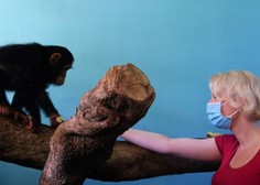 FOTO: Klakočar Zupančičeva v Ugandi posvojila šimpanzinjo. Poglejte, kako jo je poimenovala