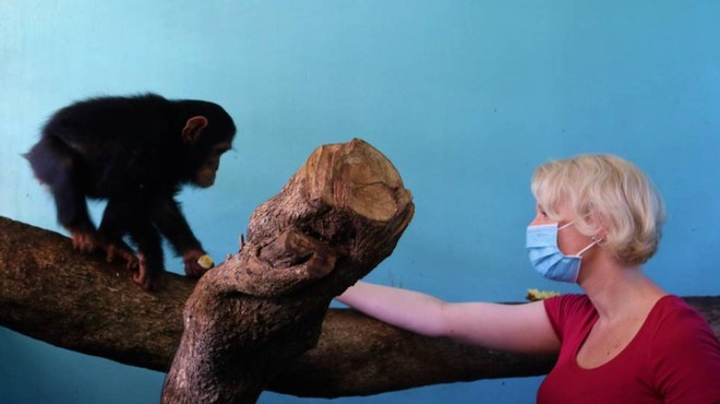 FOTO: Klakočar Zupančičeva v Ugandi posvojila šimpanzinjo. Poglejte, kako jo je poimenovala (foto: UWEC/Twitter)