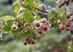 Nizke temperature ogrozile cvetoča drevesa, takšne bodo posledice