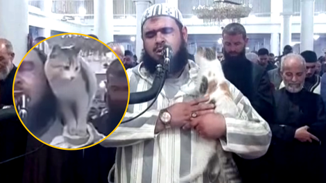 VIDEO: Poglejte, kako si je nagajiva mačka med molitvijo privoščila imama