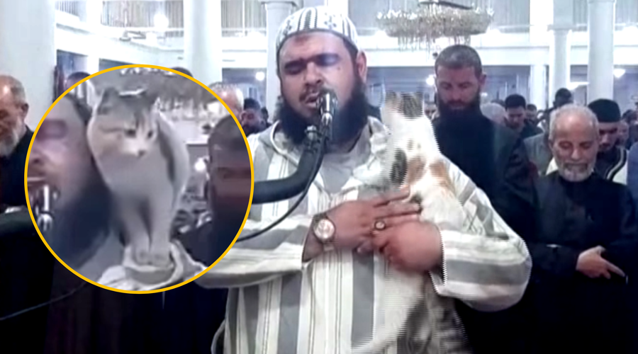VIDEO: Poglejte, kako si je nagajiva mačka med molitvijo privoščila imama (foto: Facebook/Shahbaz Alauddin/fotomontaža)