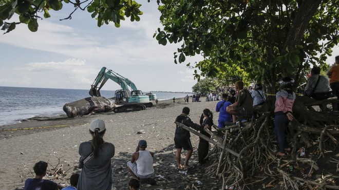 Žalosten prizor na obali indonezijskega Balija (VIDEO) (foto: Profimedia)