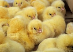 Grozljivka na farmi na Štajerskem, poginilo več kot 11.000 piščancev (policija sporočila prve podrobnosti)