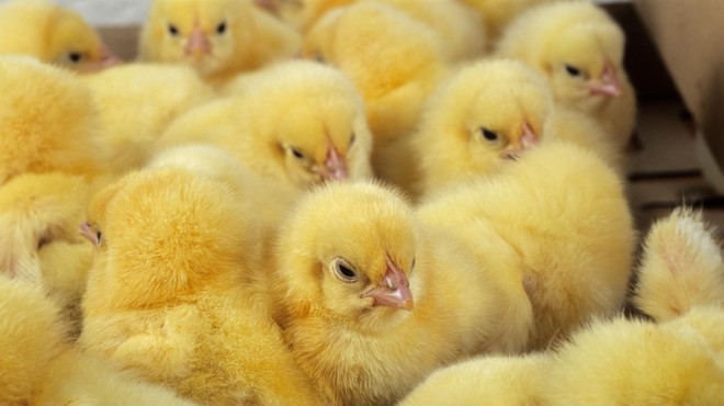 Grozljivka na farmi na Štajerskem, poginilo več kot 11.000 piščancev (policija sporočila prve podrobnosti) (foto: Profimedia)