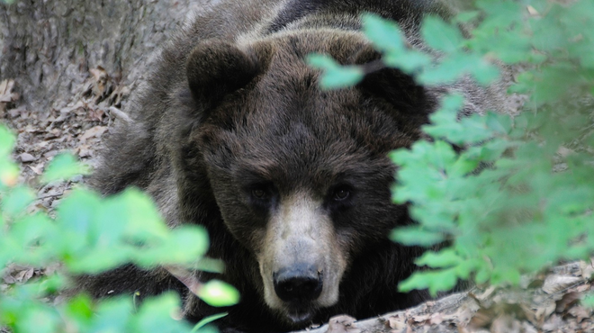 Nepopisna tragedija: podivjan medved ubil 26-letnega tekača (foto: Profimedia)