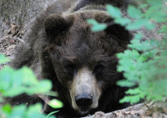 Nepopisna tragedija: podivjan medved ubil 26-letnega tekača