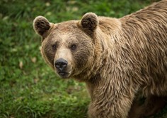 Po usodnem napadu medveda se je oglasila družina 26-letnika