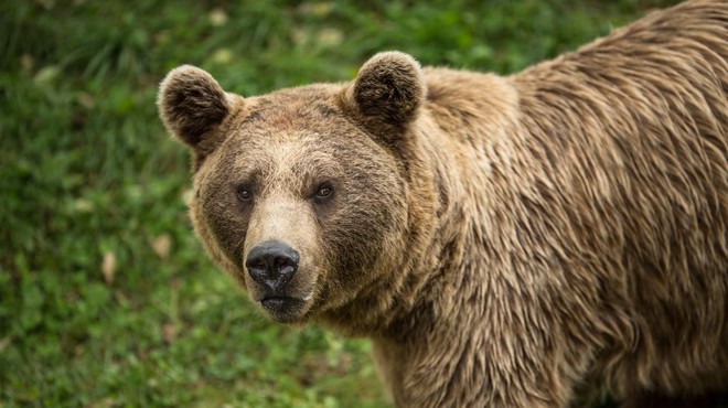 Po usodnem napadu medveda se je oglasila družina 26-letnika (foto: Profimedia)